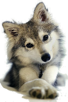 a cute husky puppy